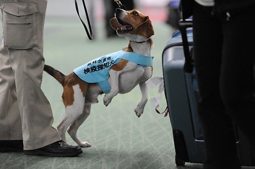 日羽田机场用小型猎犬嗅行李防止禽流感(组图