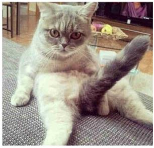 小伙性趣挺浓,可智商堪忧啊_新闻_腾讯网