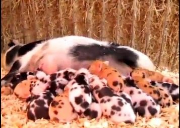 母猪9个月内产27头幼崽 最多一次产16头(组图)