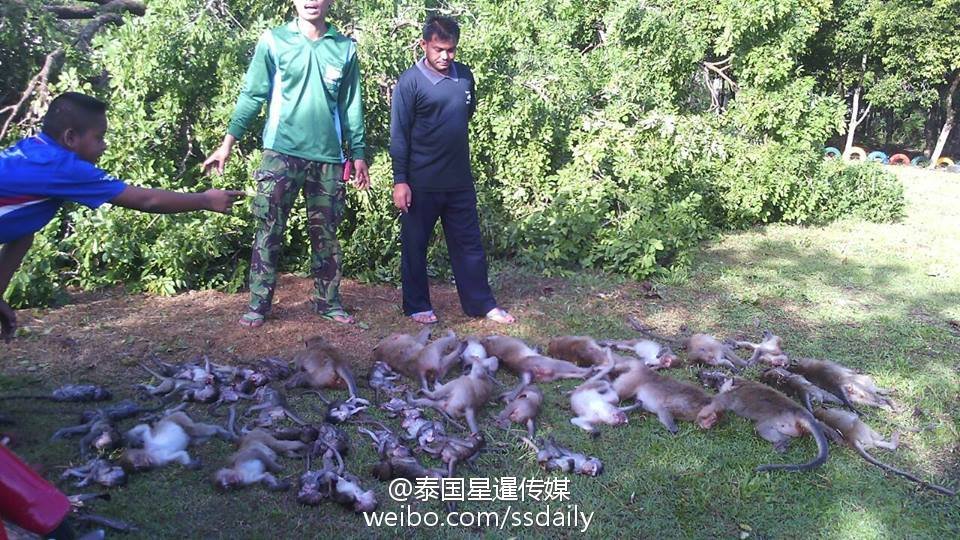 泰国尖竹汶府大树连根拔起  43只猴子睡梦中惨死