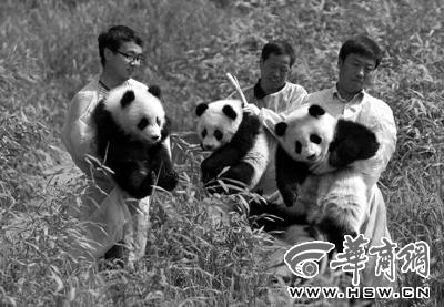 陕西3只熊猫仔亮相 "秦秦"爬上树下不来(图)