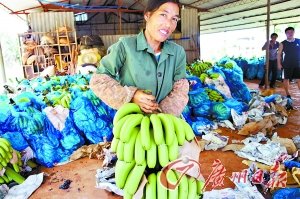 海南香蕉跌至4毛一公斤 小规模种植户血本无归