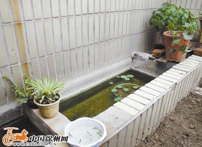 徐州发现史前生物仙女虾 和恐龙是同时期物种