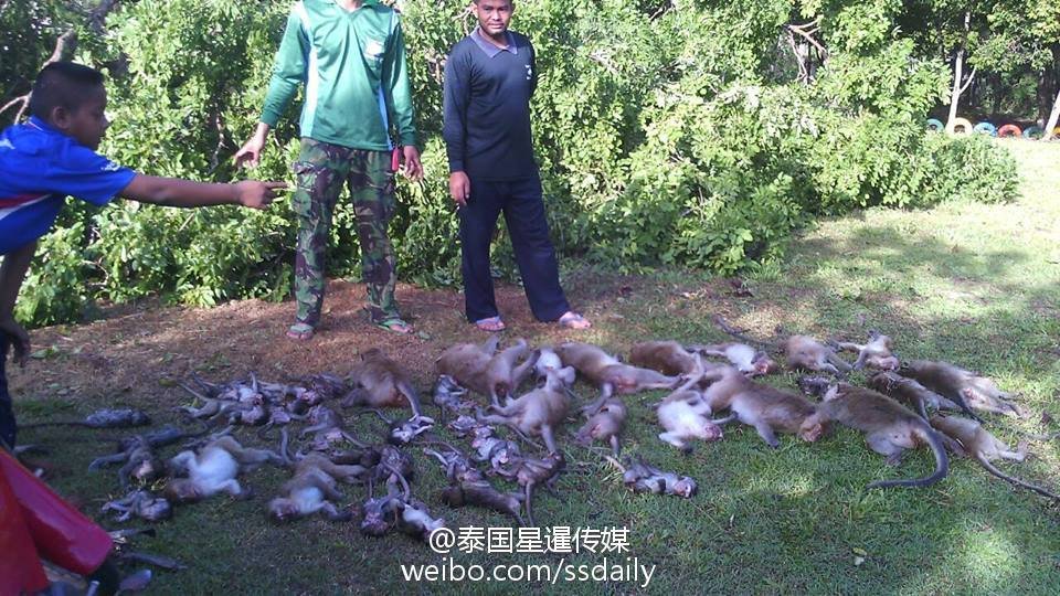 泰国尖竹汶府大树连根拔起  43只猴子睡梦中惨死