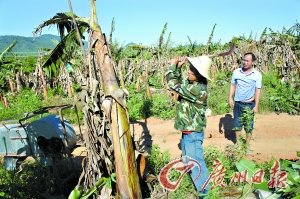 海南香蕉跌至4毛一公斤 小规模种植户血本无归