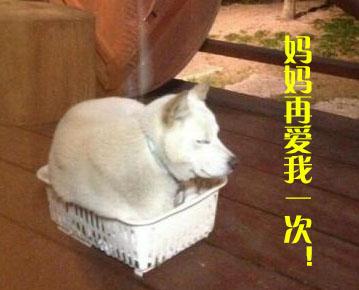 一碗水端不平,怎么办?猫狗只能选其一的话,你会选哪个?