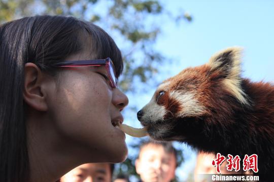 (任东 陶平)11日,云南普洱太阳河国家公园小熊猫庄园,每天都被大量的