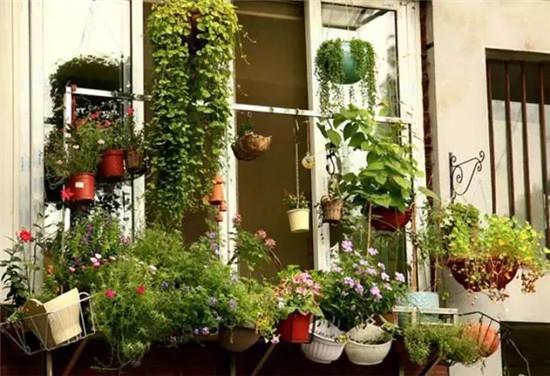 怎样改造阳台成花园 137854358.jpg