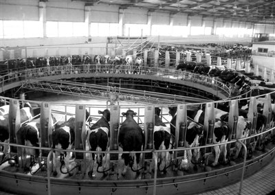 Milk powder of our country baby is banned stick a card to entrust production to be packed greatly must not import