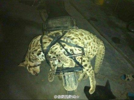 文章配图