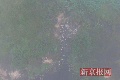 河北安新大量死鱼遍布水面 记者采访被官员抢手机