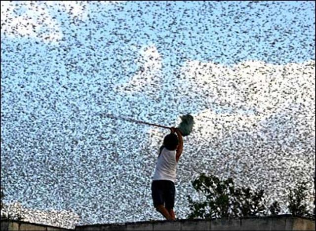 数百万蝗虫侵袭俄罗斯南部 耕地近乎被吃光(图)