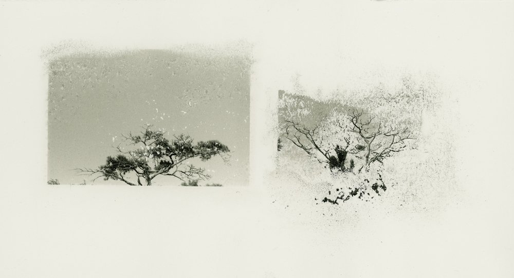 松,2013-2016年。 松,2013-2016年。
