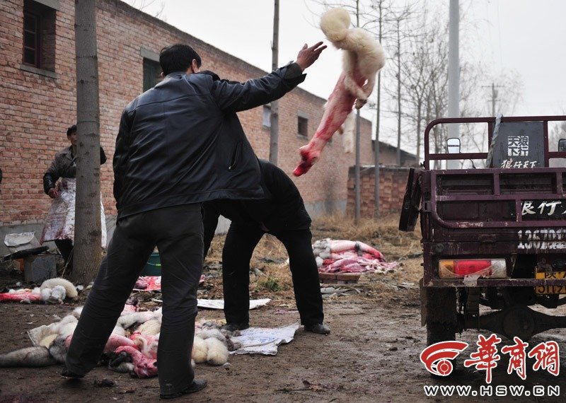 陕西那里有兔子收购商,养兔不知道那里可以销