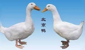 卡斯特罗将牛蛙当国礼赠送中国，惠及中国亿万“吃货”