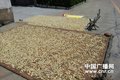 �㽭��ĸ�����Ѭ����Ǳ���� ��ܲ��Ż�������