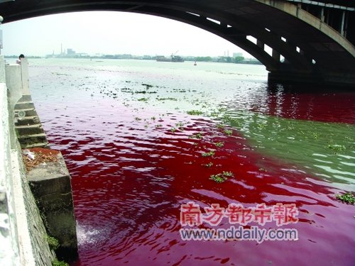 中堂镇江河水被染色 红河像血一样