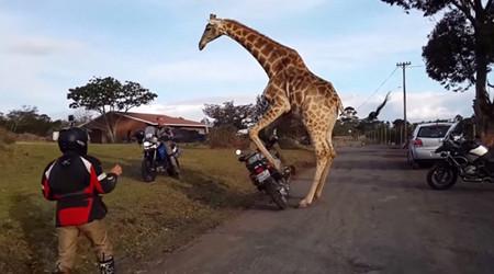 长颈鹿对摩托车一见钟情 企图与其发生性关系