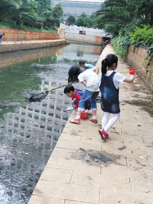 昆明近日连阴雨 小龙虾出水透气市民忙捕捞(图)