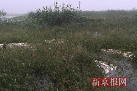 河北安新大量死鱼遍布水面 记者采访被官员抢手机