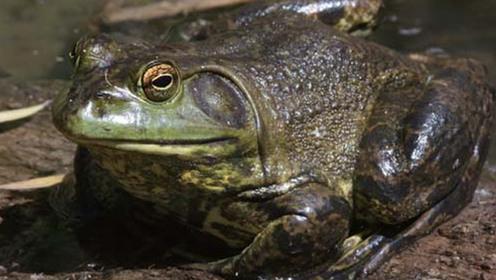 卡斯特罗将牛蛙当国礼赠送中国，惠及中国亿万“吃货”