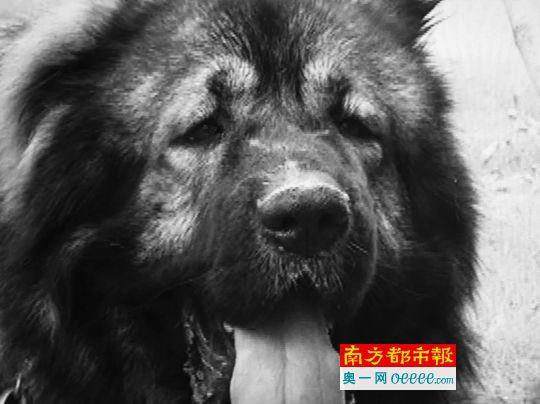 五旬女子小区遭150斤近2米高烈犬攻击 多处受伤