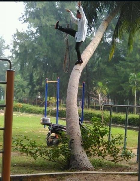 男子在海南大学椰子树上练功 金鸡独立镇定自若