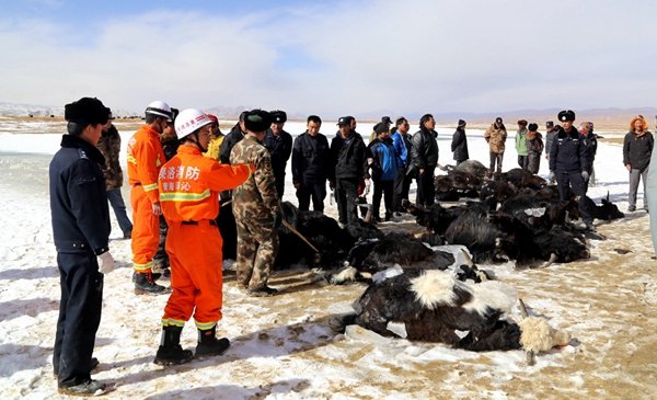 青海22头牦牛饮水坠入湖成冰牛 牧民不知所措(图)