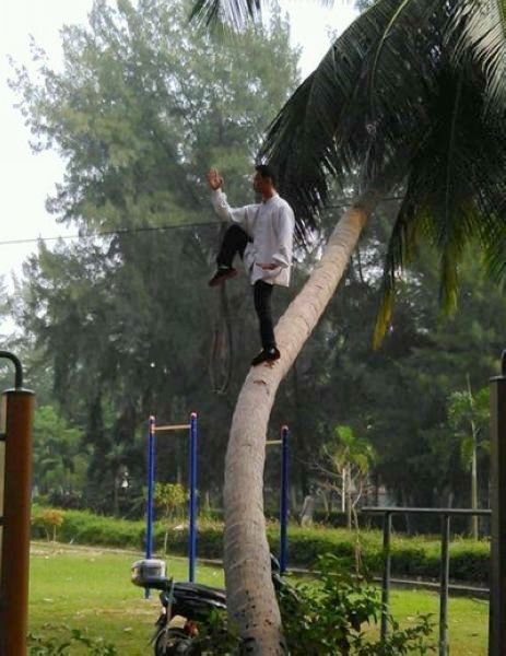 男子在海南大学椰子树上练功 金鸡独立镇定自若