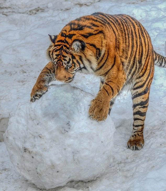 英国动物园老虎玩大雪球 显猫科本性憨态可掬