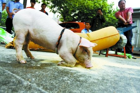 河南农民牵猪上街维权 称玉米款5年没要回(图