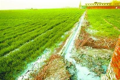 造纸厂废水浇灌农田 河南新乡农民收粮只卖不