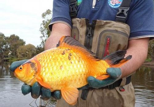 澳大利亚现40厘米超大金鱼 可在咸水中生存(图