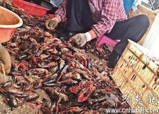 武汉有人集中回收死虾 被运进食品加工厂做虾仁
