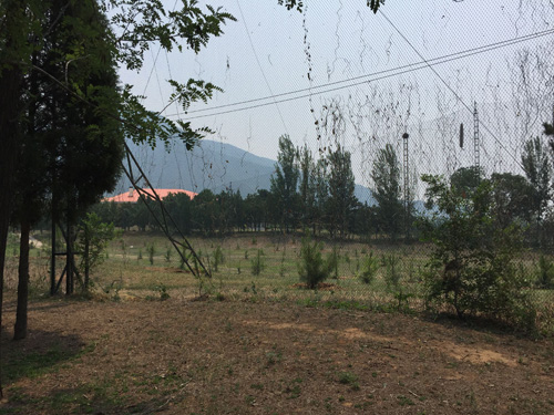 球场上已经按照一定规模种上了树 球场上已经按照一定规模种上了树