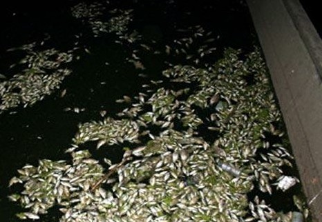 每年八九月,北京什刹海前海水面上都会出现一片翻白的死鲶鱼 每年八九月,北京什刹海前海水面上都会出现一片翻白的死鲶鱼