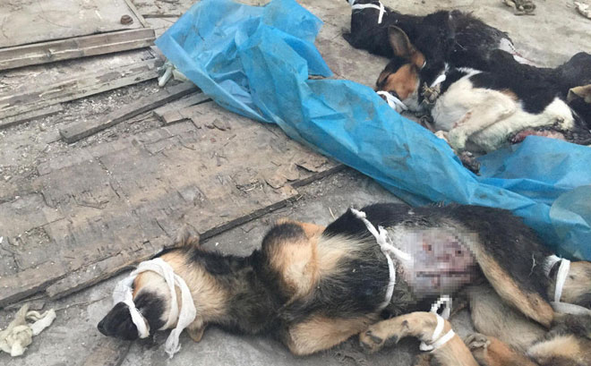 实验过后狗的惨状让网友们非常愤慨 实验过后狗的惨状让网友们非常愤慨