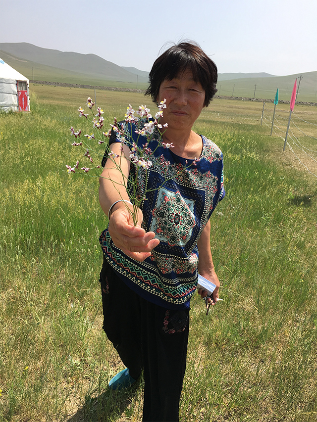 赤峰送花迎客的牧民 赤峰送花迎客的牧民
