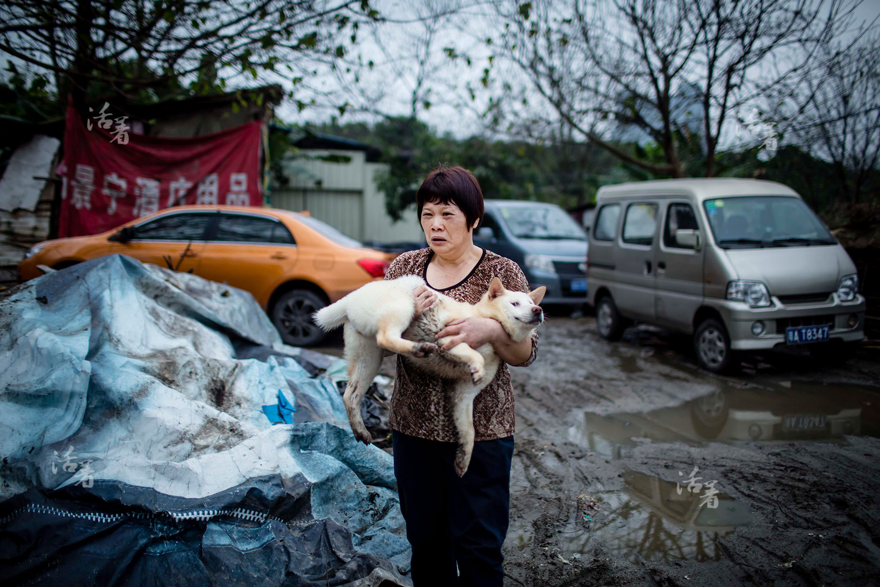 美国母亲在中国:她在广州当起了流浪狗的妈妈(图)