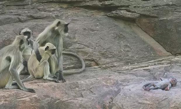 BBC新纪录片《荒野间谍》激萌开播!