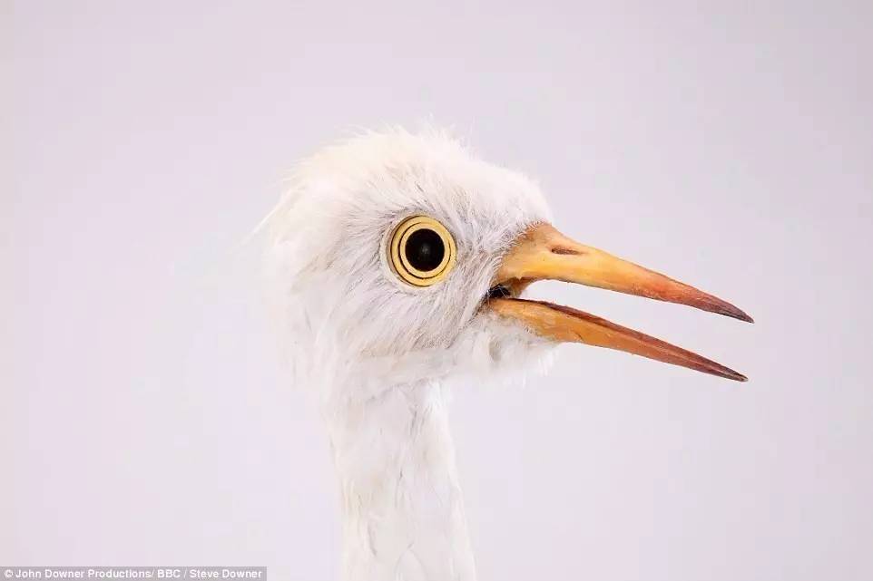 BBC新片《荒野间谍》激萌开播_独家编译_腾讯新闻