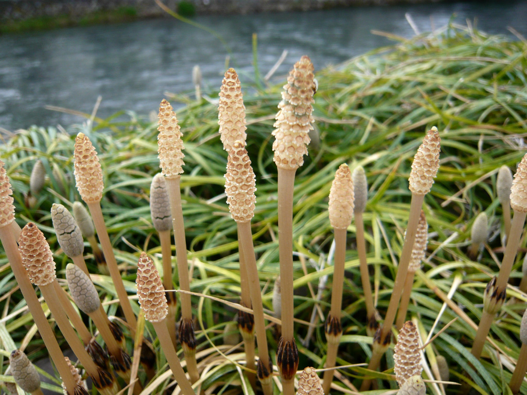 日本樱花开,正是吃野草的时候