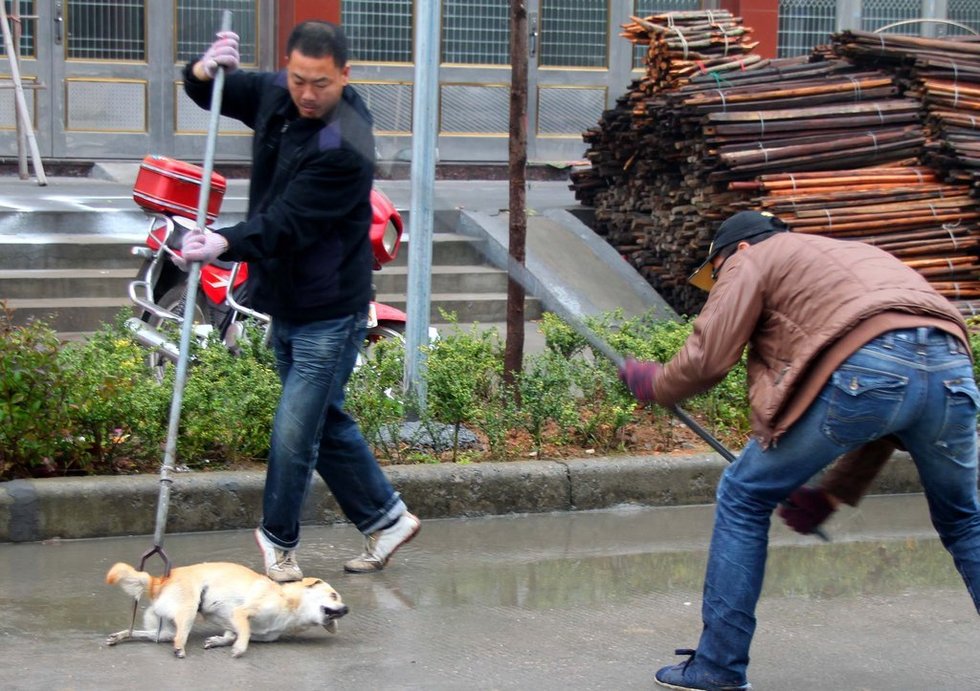 浙江玉环用叉子捕杀流浪狗的画面，这曾引发极大争议