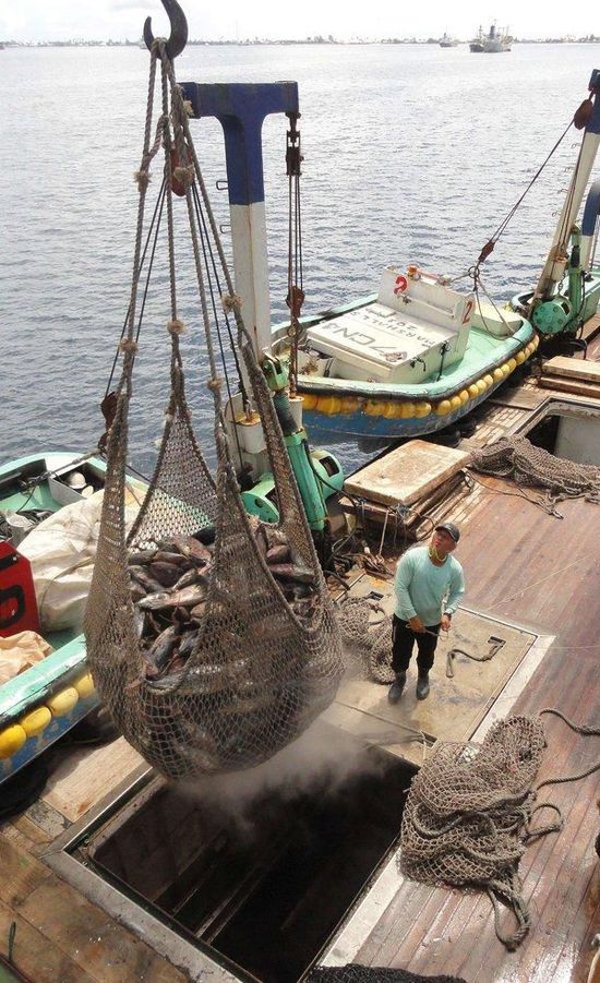 “海盗式捕捞”行为,给当地生态环境和渔业造成不可逆的破坏 “海盗式捕捞”行为,给当地生态环境和渔业造成不可逆的破坏