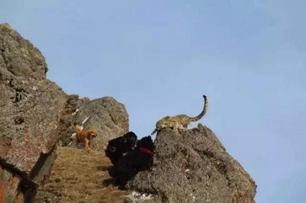流浪藏獒与雪豹抢食 土豪、城乡结合部以及藏獒必输的命运