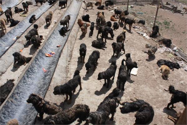 养殖场藏獒成灾 土豪、城乡结合部以及藏獒必输的命运