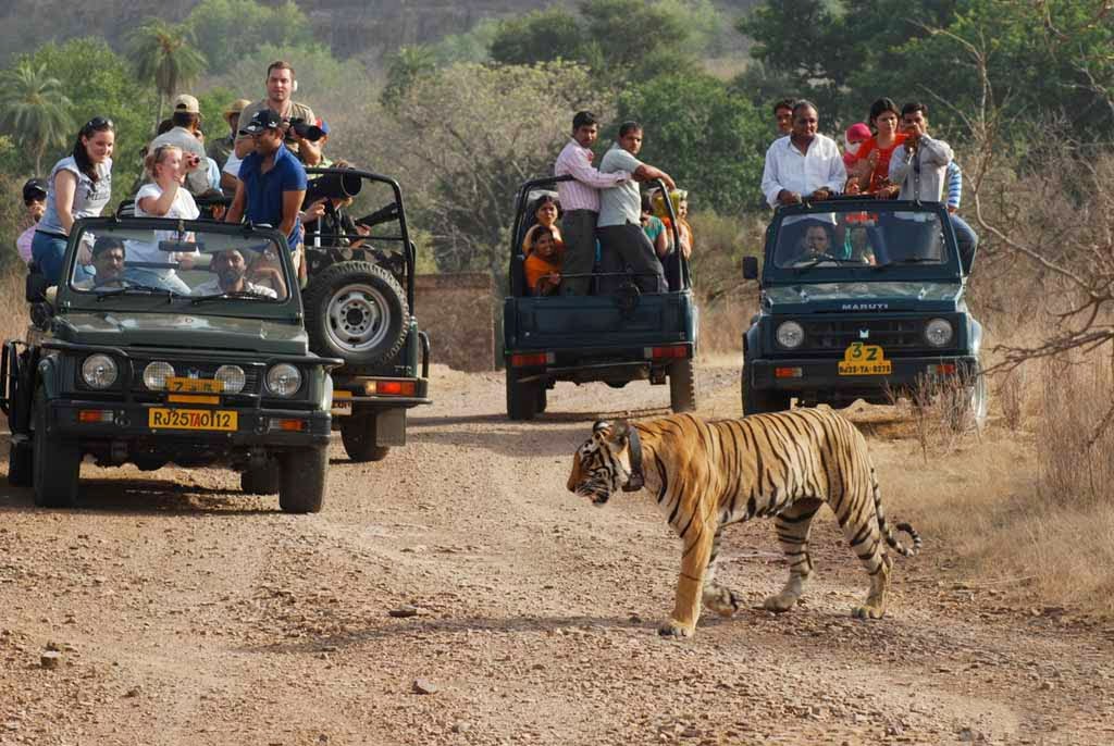 印度的野生动物园，人与老虎近距离接触