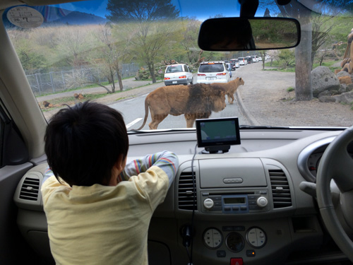 日本富士野生动物园，小孩子在自家车里观赏狮子