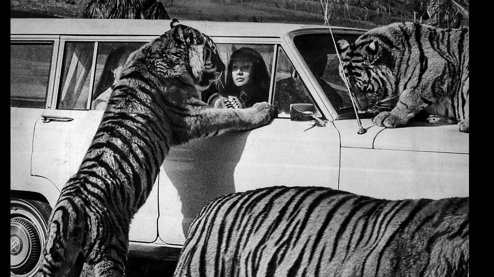 上世纪70年代美国的野生动物园人们可以自驾与猛兽近距离接触