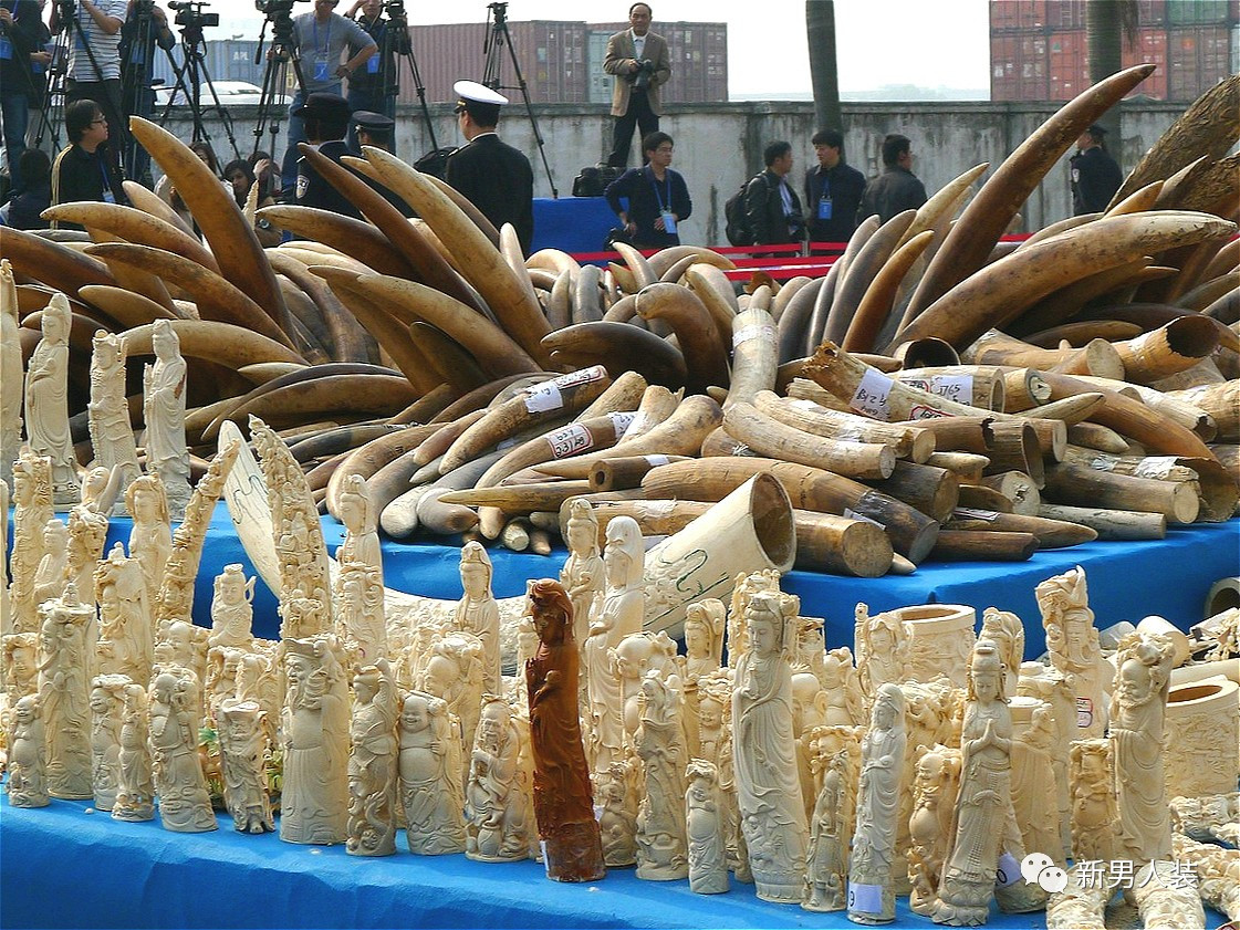 新闻资料图片:国内查获的走私象牙及象牙制品 新闻资料图片:国内查获的走私象牙及象牙制品
